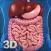My Digestive System Anatomy